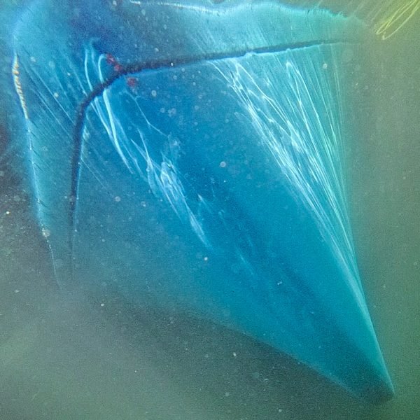 Clean sailboat bow after professional underwater hull cleaning